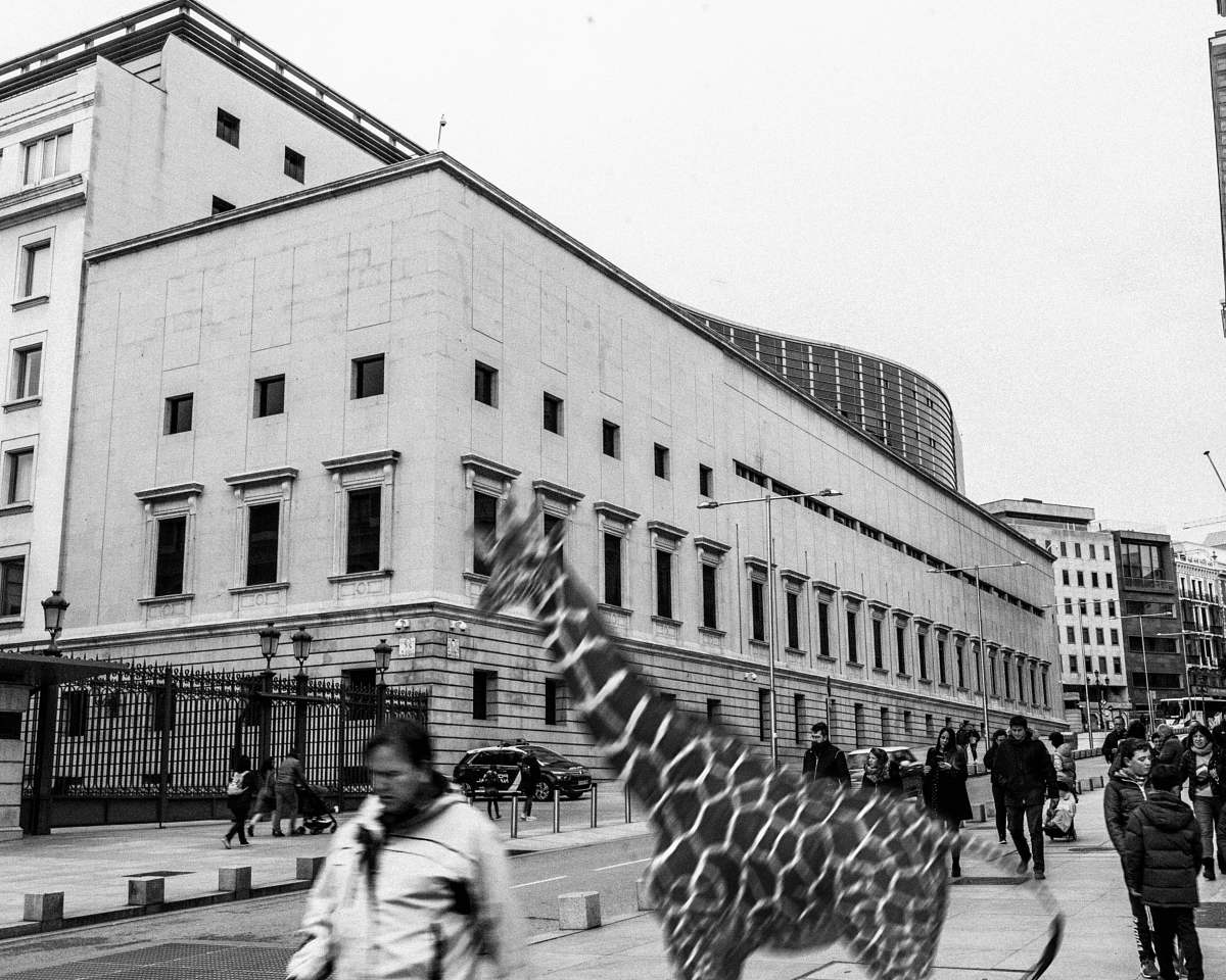 building photography of giraffe beside road during daytime black-and-white