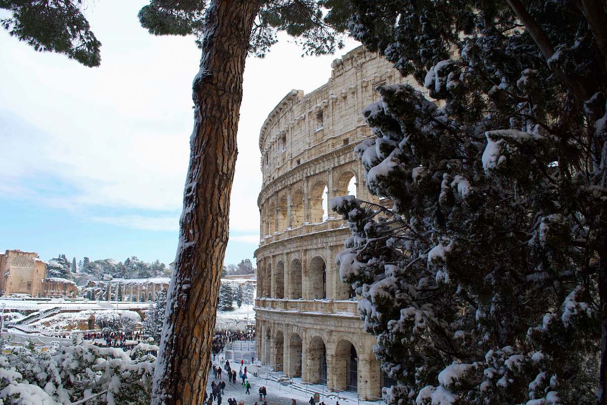 building tree across coliseum during daytime downtown