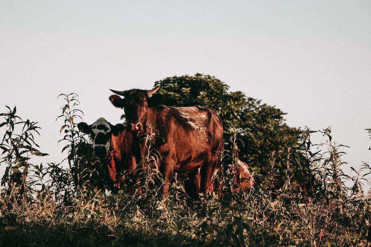 animal brown cows cattle