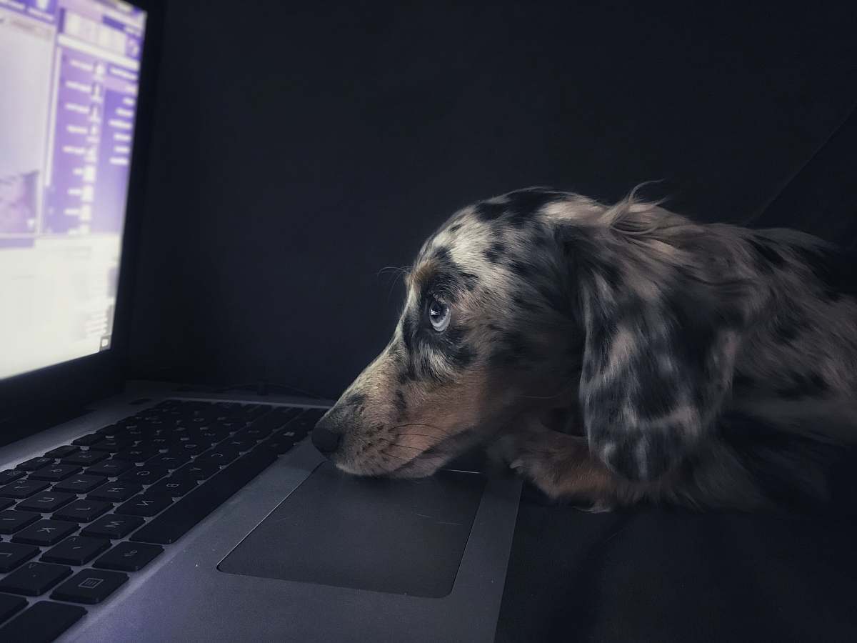 dog brown dog watching on laptop computer pc