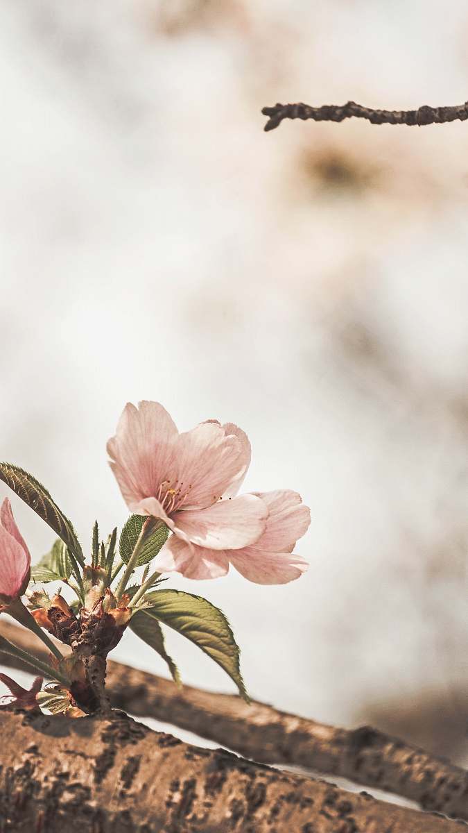 plant selective focus photography of pink petaled flower blossom