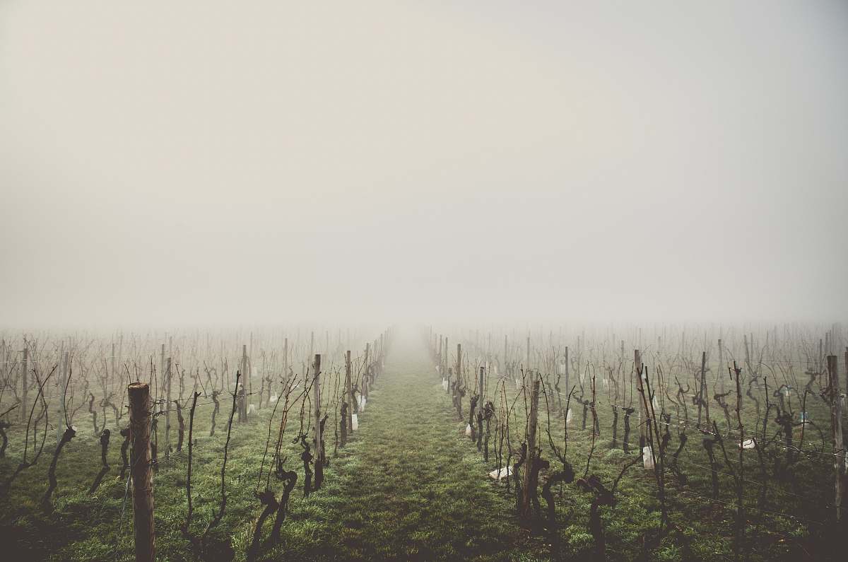 fog green fields with leafless trees on a foggy day vineyard
