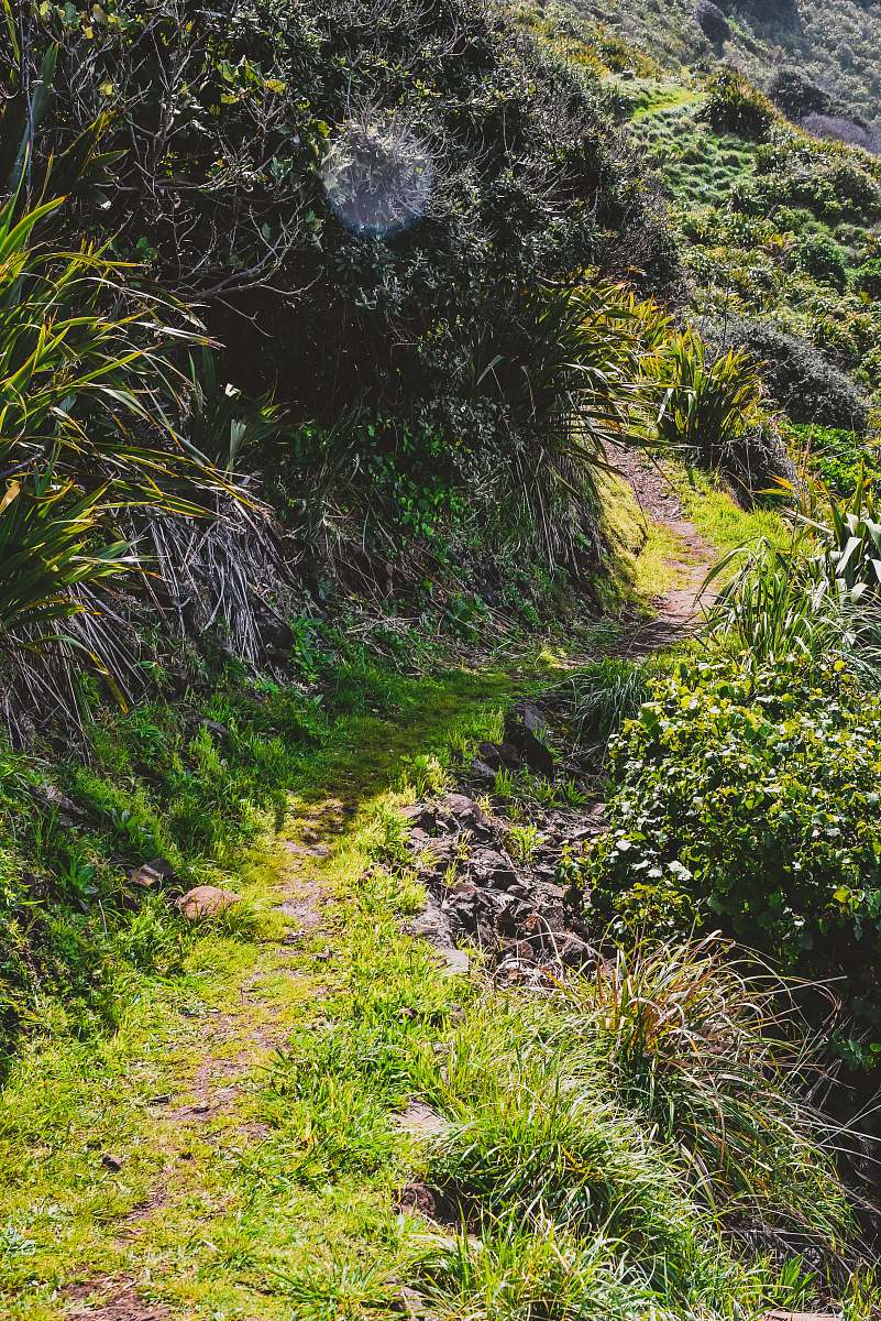 tree dirt road beside plants and rocks nature