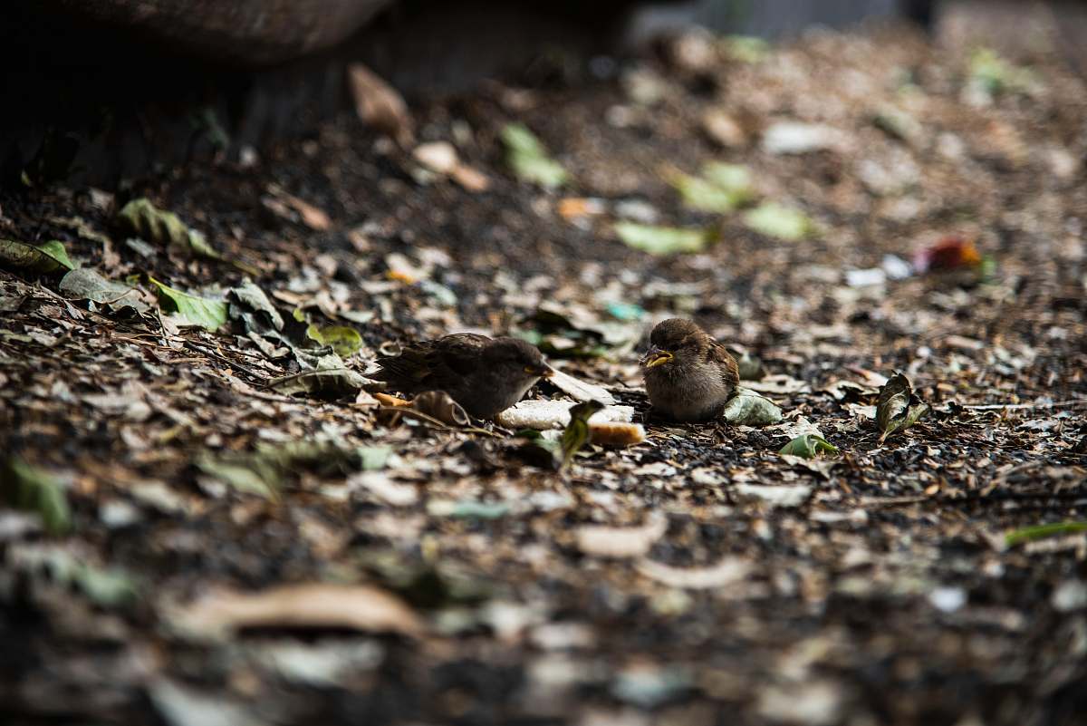 Capture the serene moment of two birds perched on the ground by the roadside. This image beautifully depicts nature's tranquility, showcasing one bird sitting calmly while the other observes its surroundings. Ideal for use in blogs, nature articles, or any project focusing on wildlife, peace, or the simplicity of everyday moments.