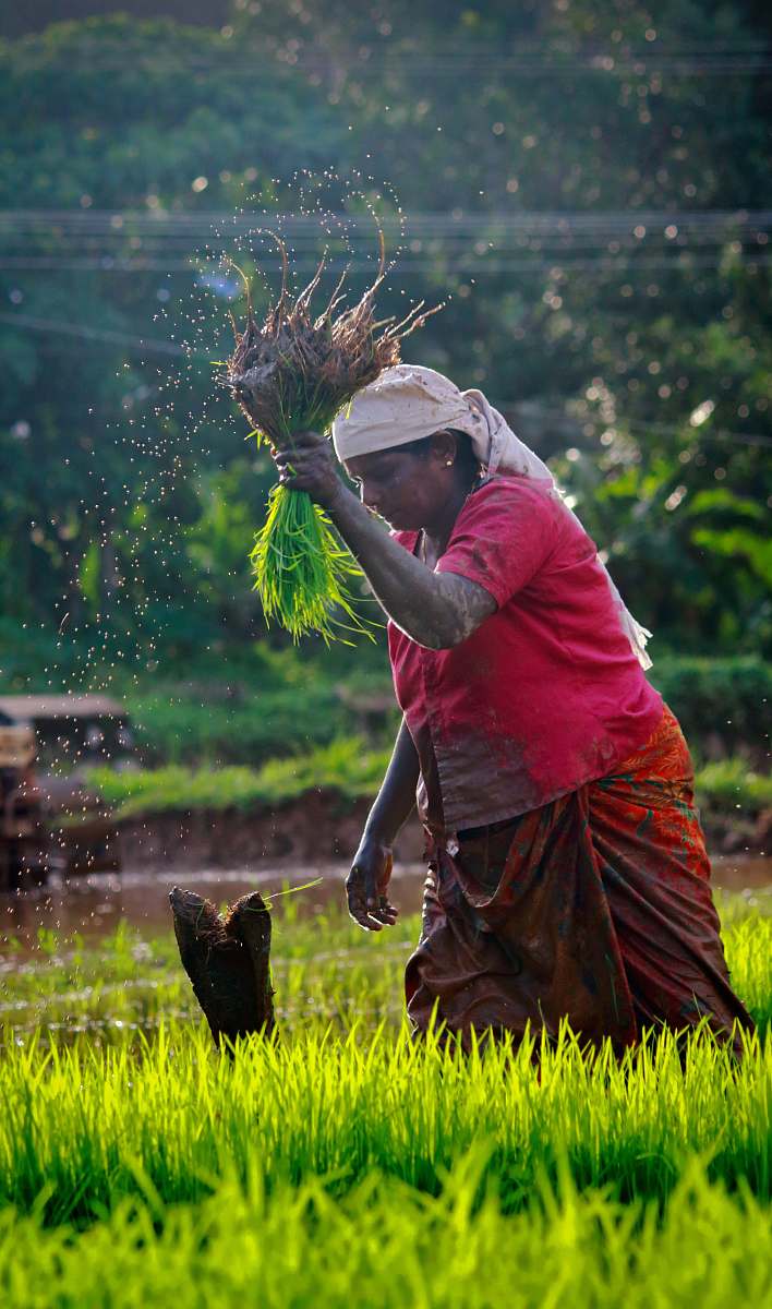person woman harvesting rice people