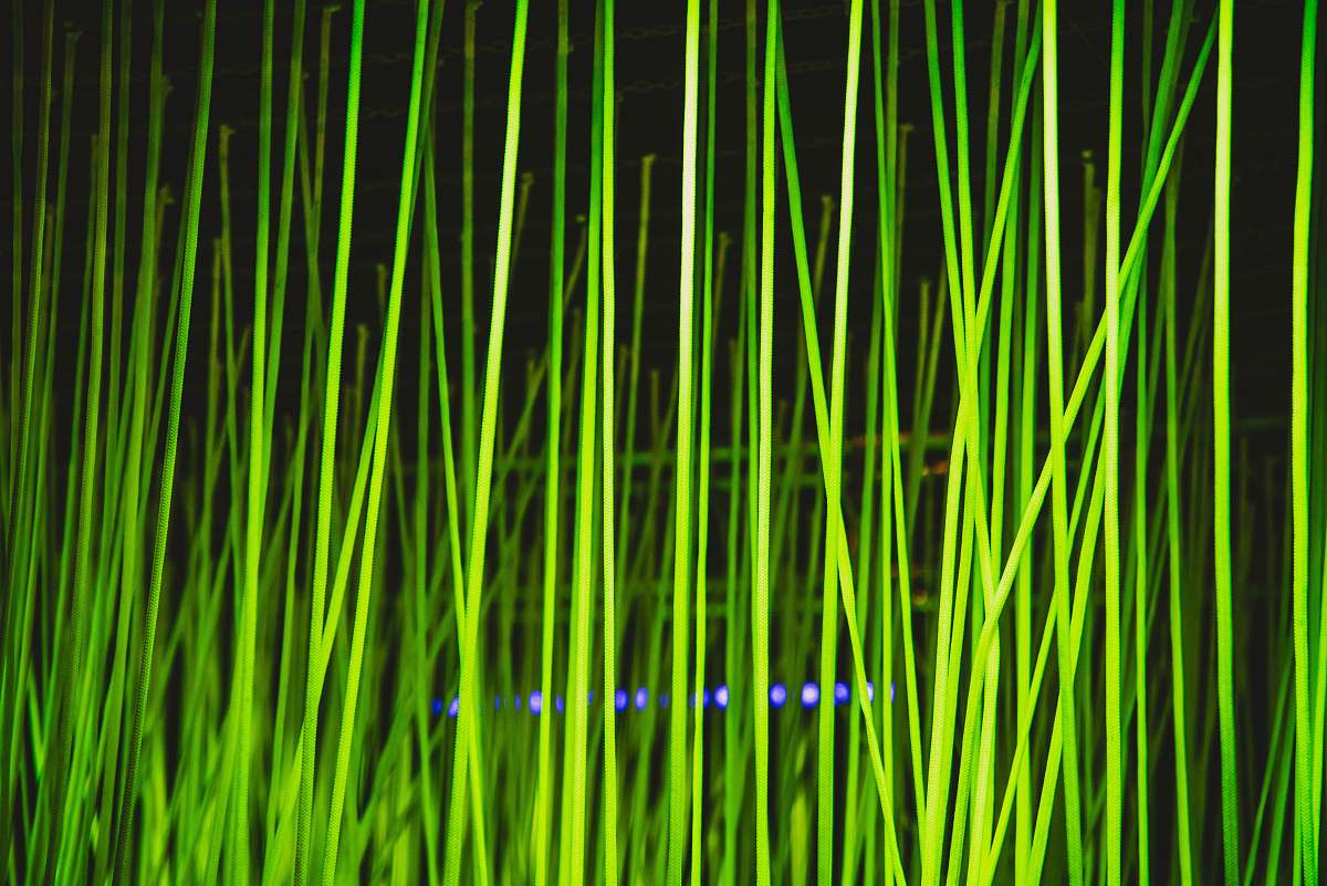 plant green grasss laser