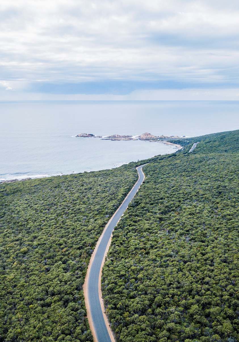 plant aerial photography of road surrounded with trees vegetation