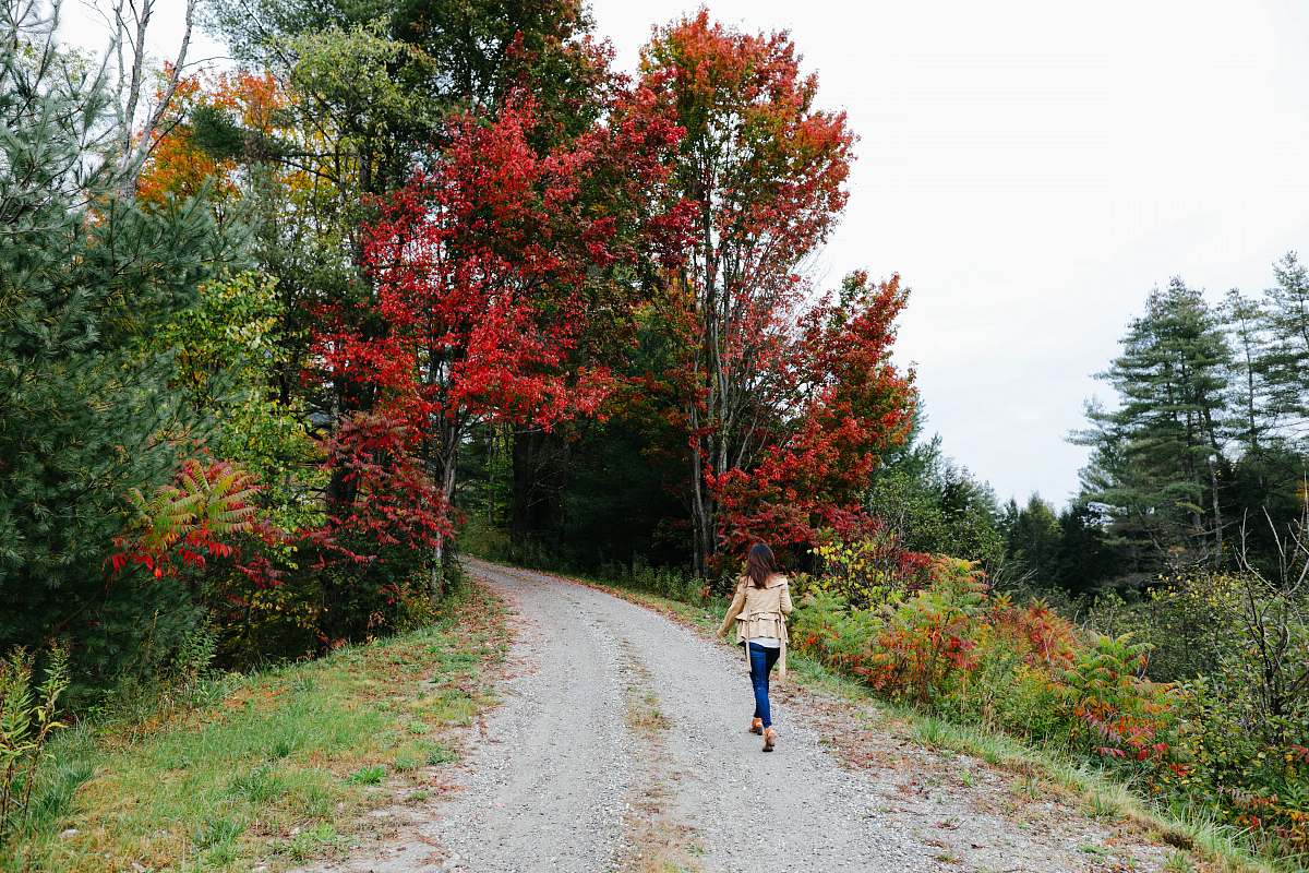 plant woman walking on pathway between trees tree
