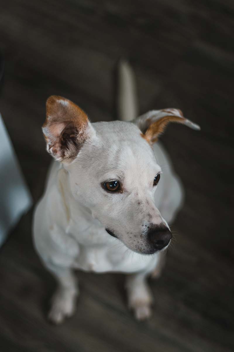 dog white puppy close-up animal