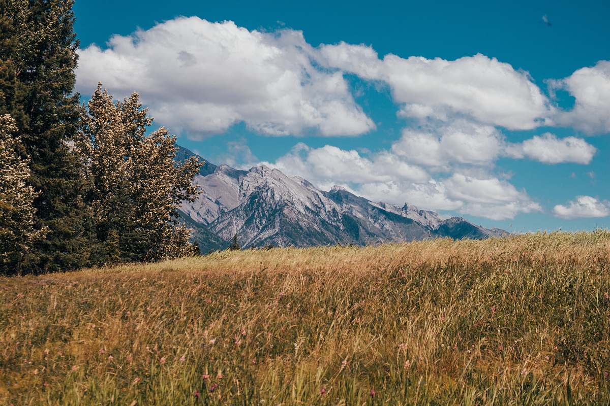 nature brown grass field outdoors