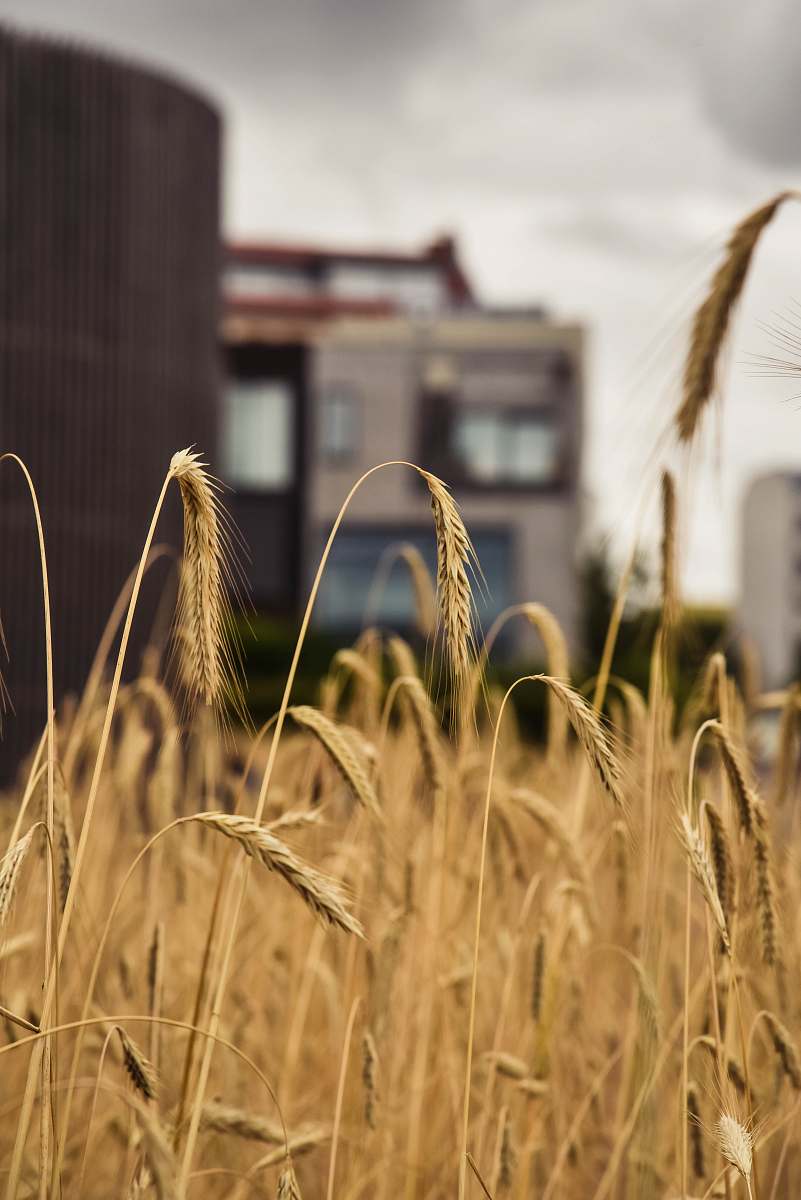 food brown wreath field grass