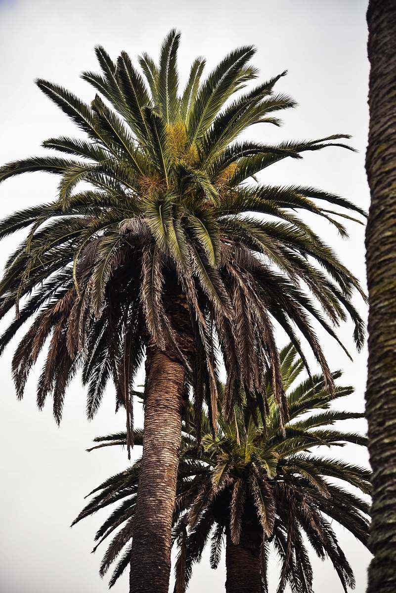tree green palm trees palm tree
