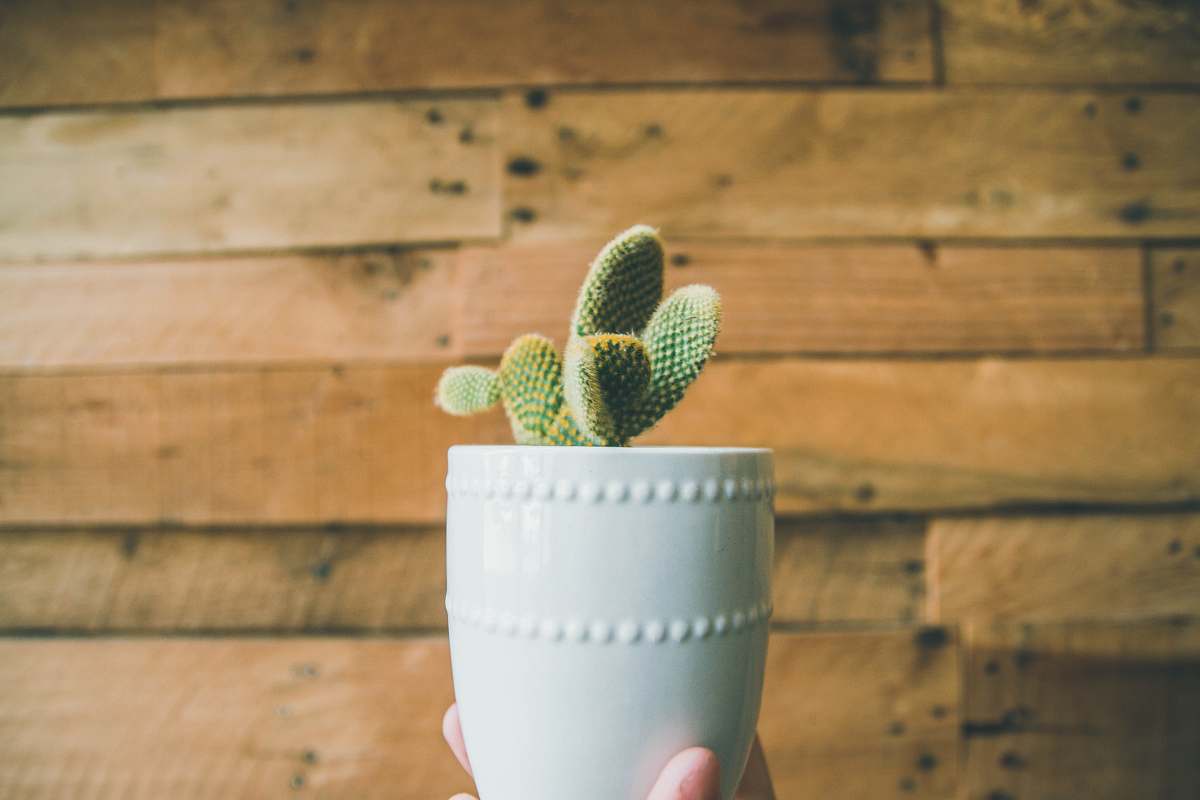 cactus person holding green cactus on white pot flora
