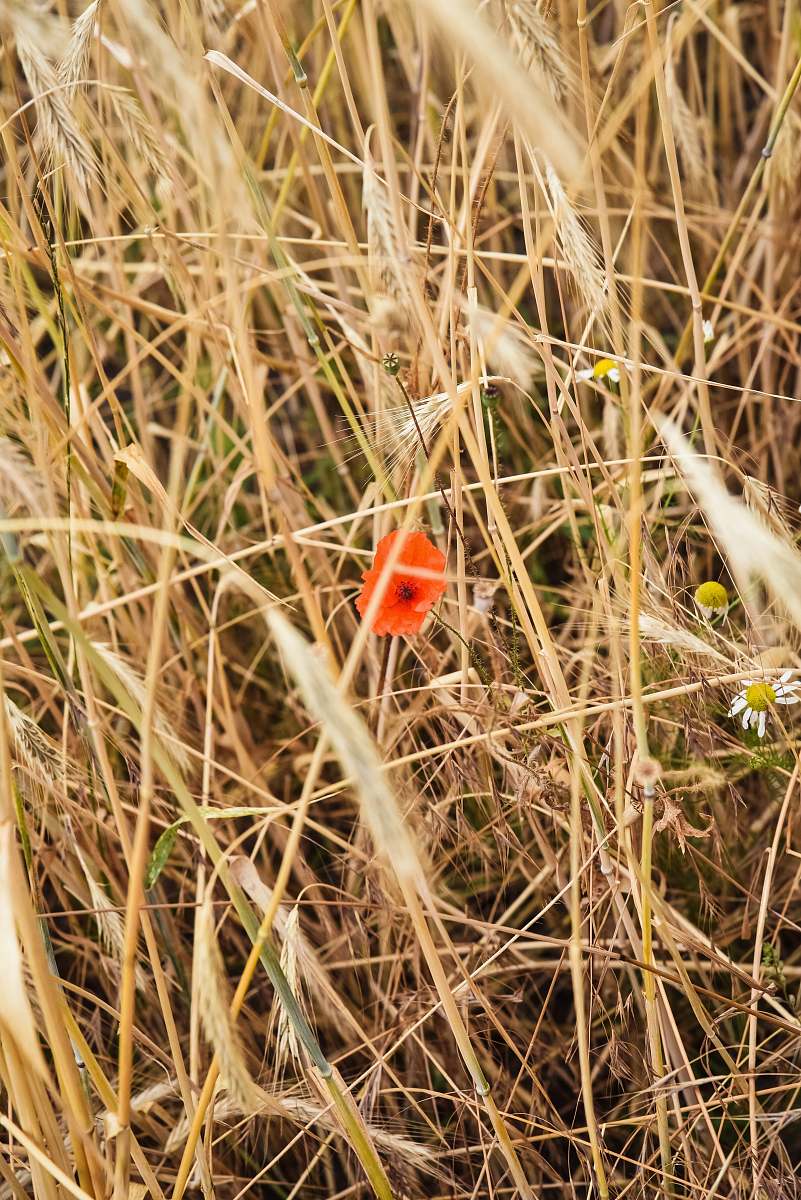 grass red-petaled flower flower
