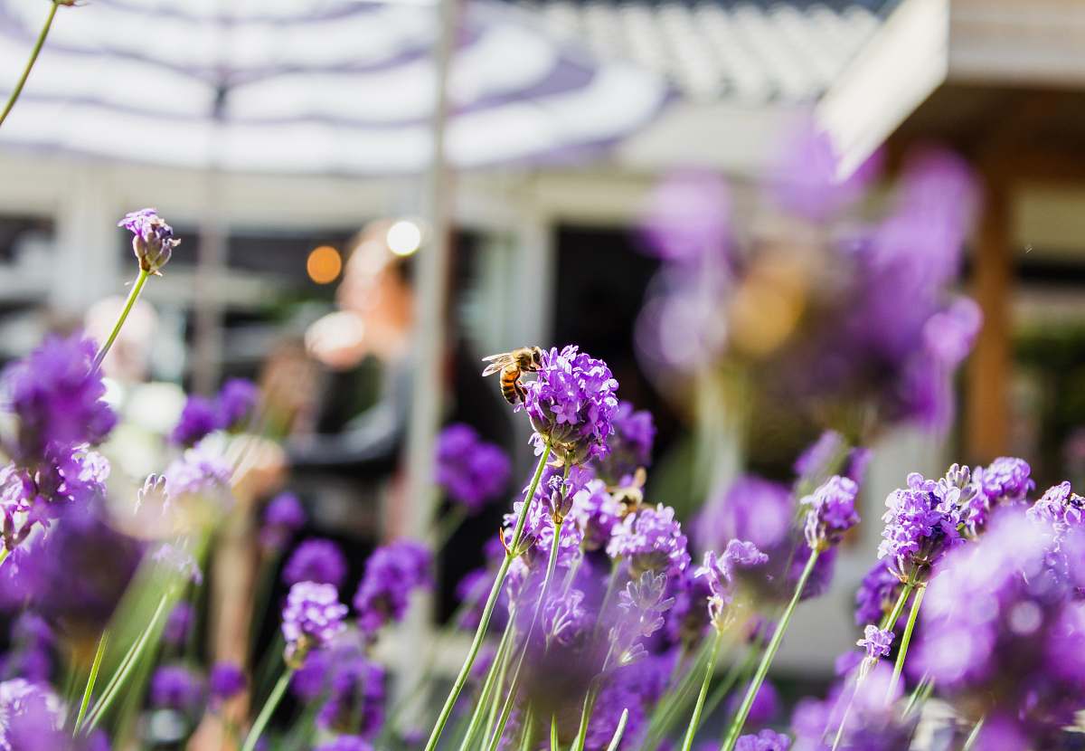 blossom selective focus photography of purple petaled flowers during daytime flower