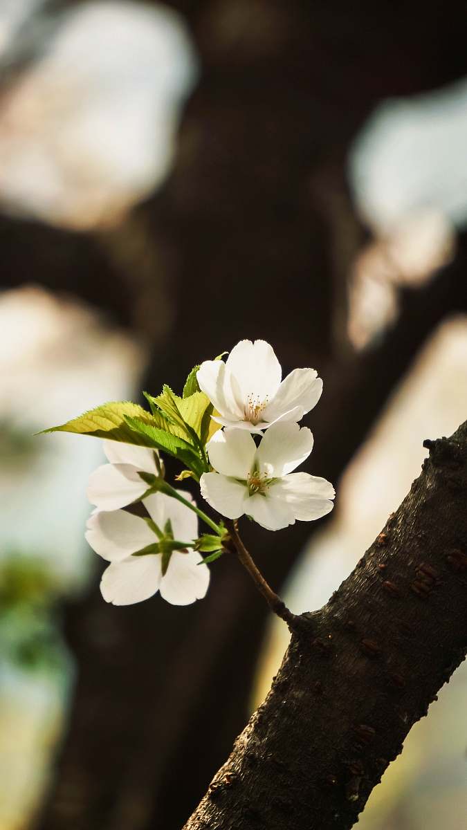 pollen white petaled flower flower