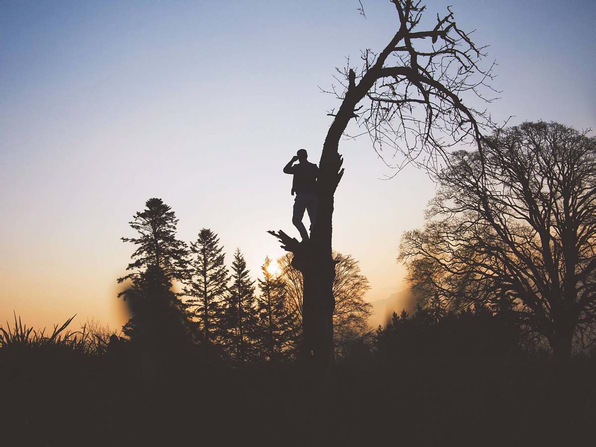 tree silhouette photography of person standing on leafless tree sunrise