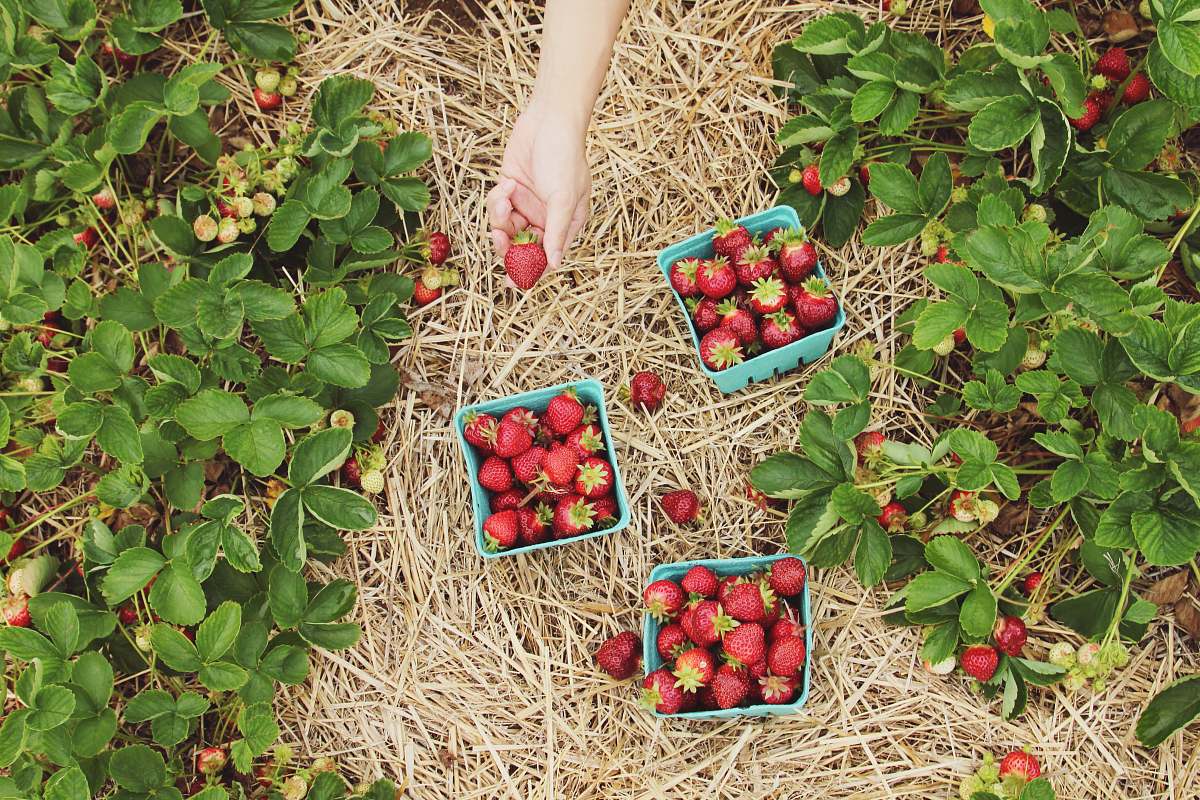  strawberries in blue baskets 