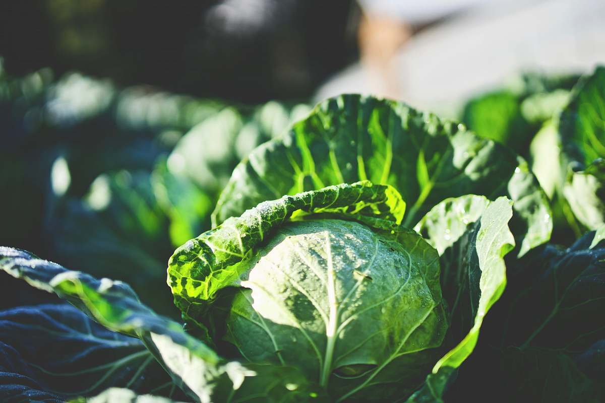 produce green cabbage in shallow focus shot vegetable