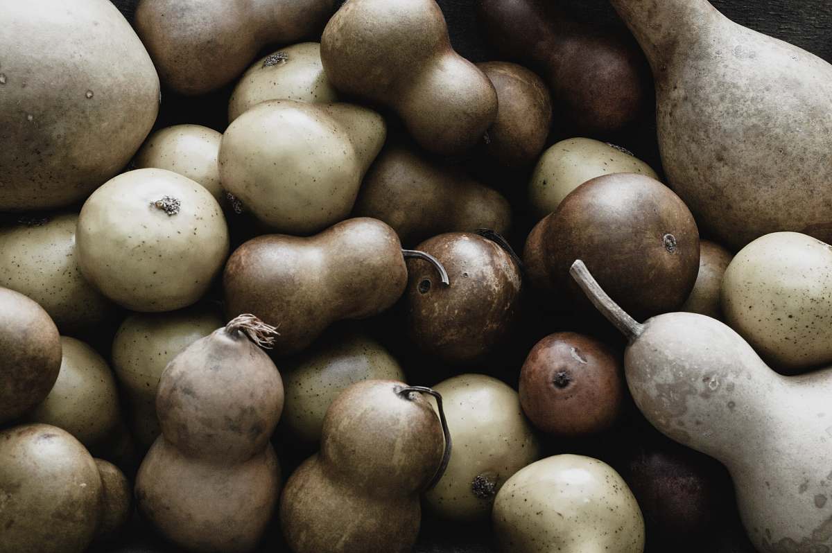 egg  plant