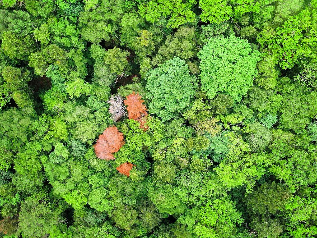 cabbage aerial photography of orange and green leafed trees kale