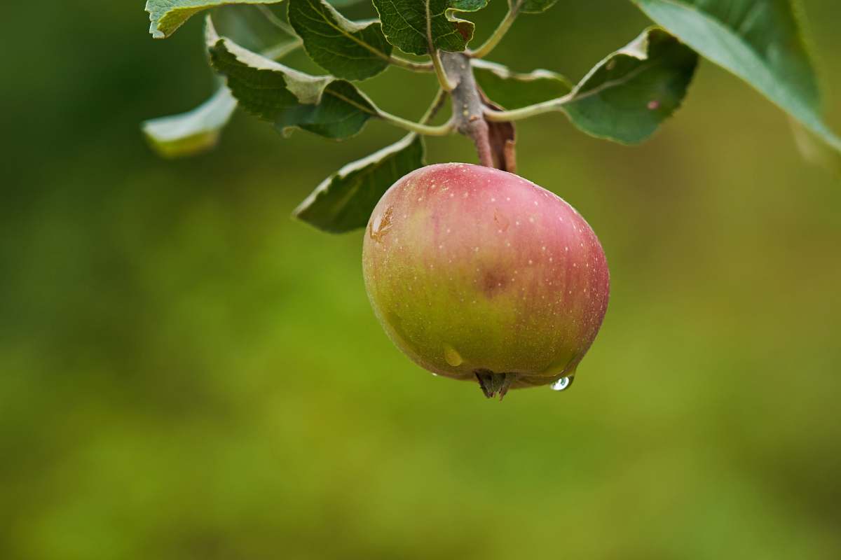 fruit apple plant