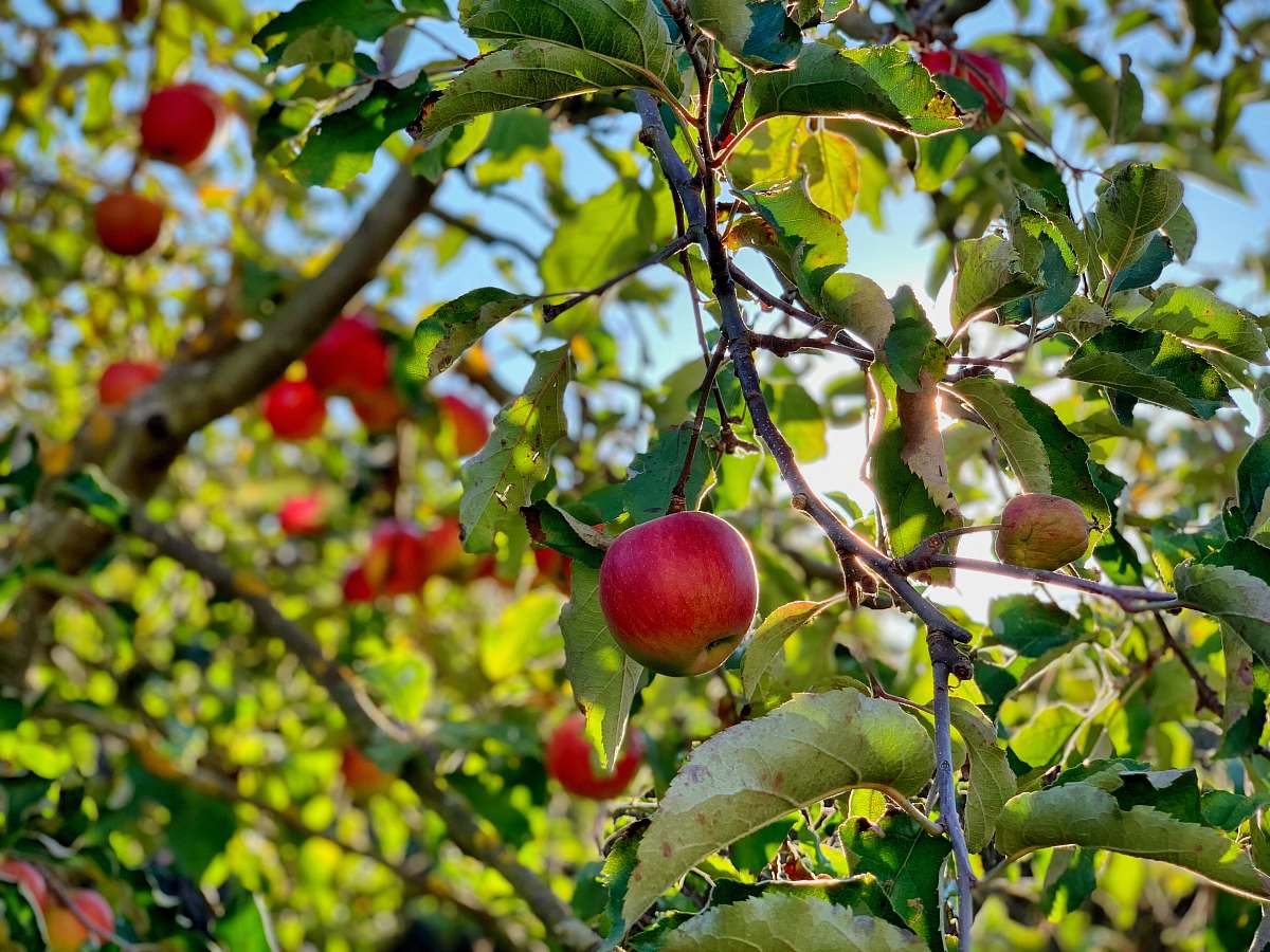 plant apple fruit on tree fruit
