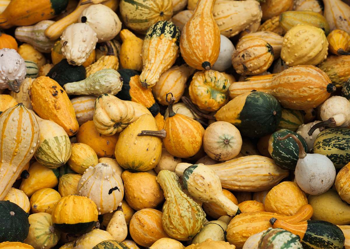 vegetable assorted-color gourds squash
