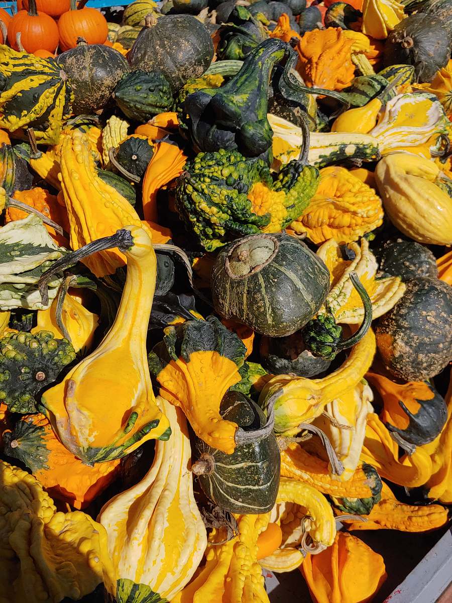 gourd assorted-color squash plant