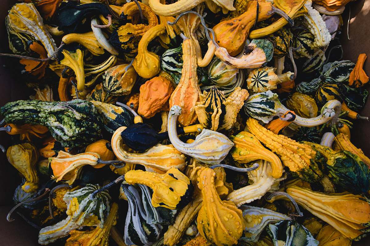 gourd assorted vegetable lot plant