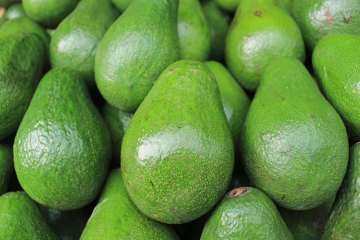 green avocado fruits vegetable