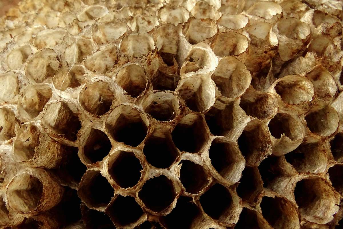 honey bee hive in close-up photography honeycomb
