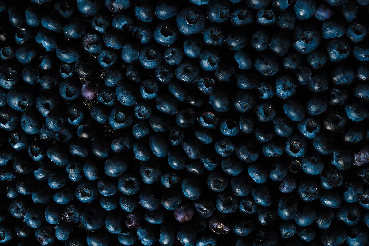 plant black and gray stone fragments blueberry