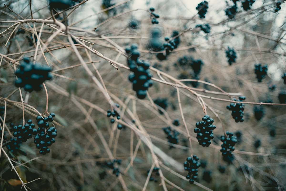 fruit black berries on twing blueberry