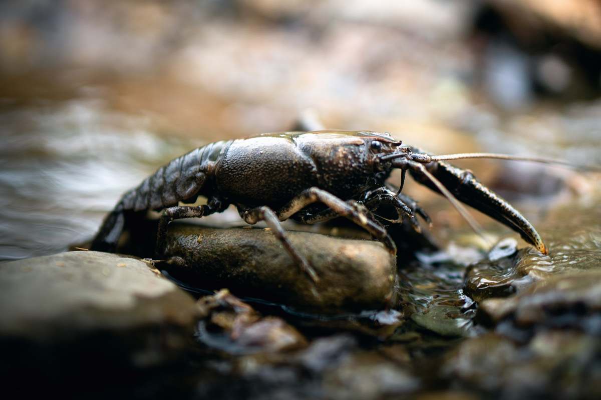 animal black cray fish on rock seafood