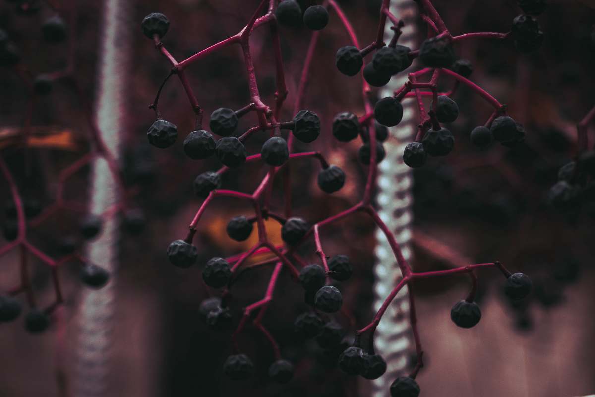 plant black round fruits blueberry