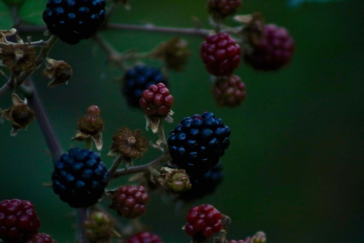 plant blackberry fruits raspberry
