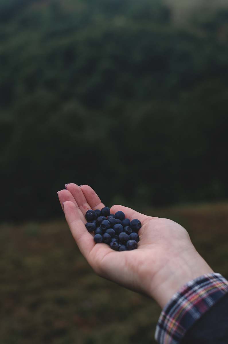 fruit blue berries on left human hand blueberry