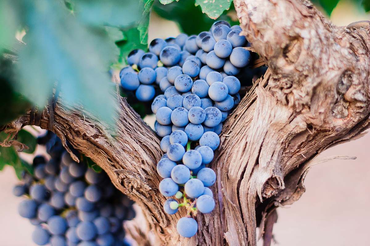 fruit blue berries on tree grapes