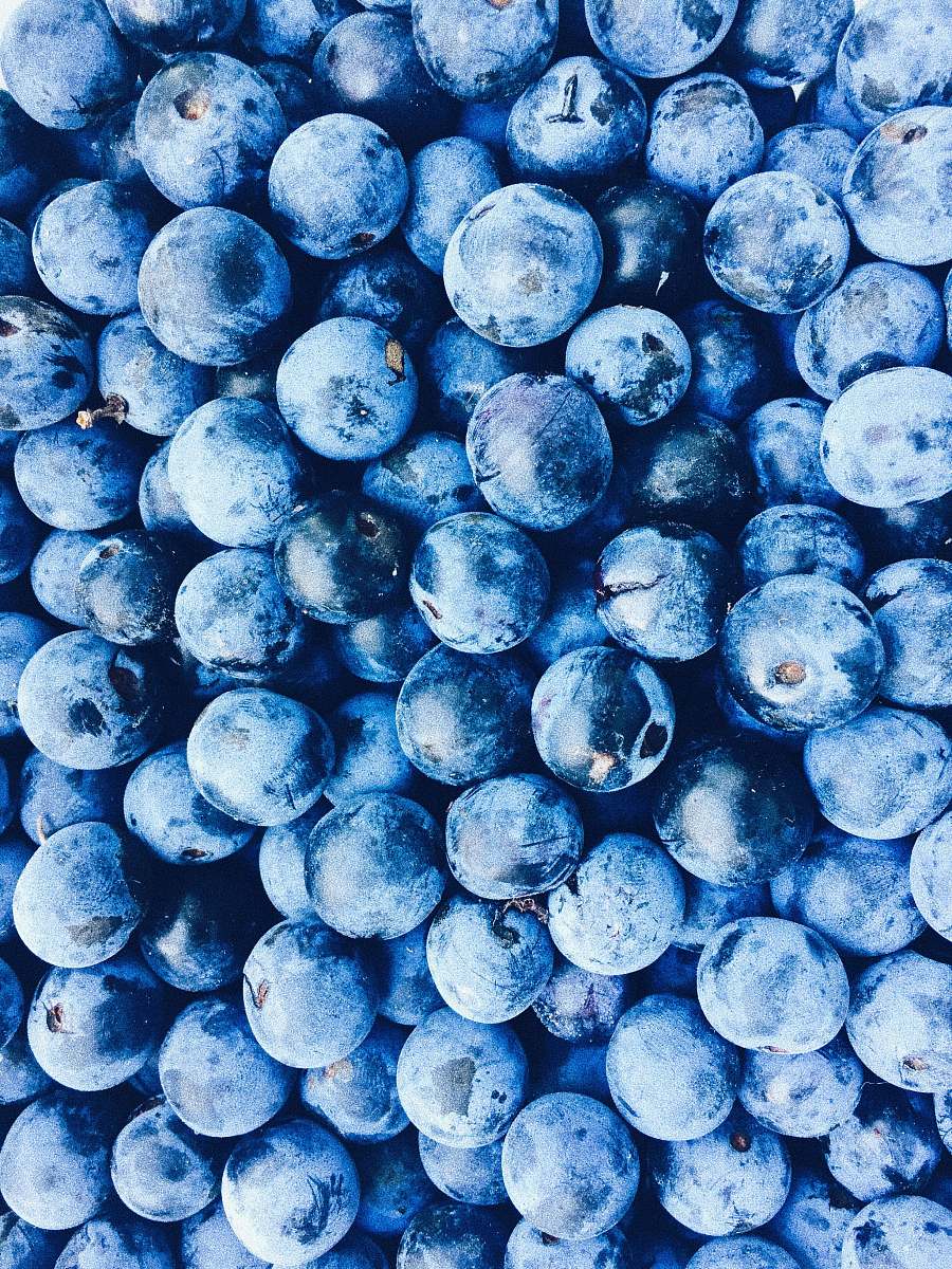 plant blue berry lot blueberry