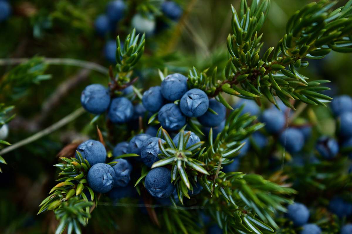 blueberry blueberries fruit