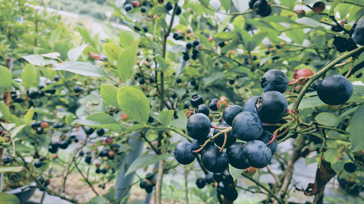 fruit blueberry field blueberry