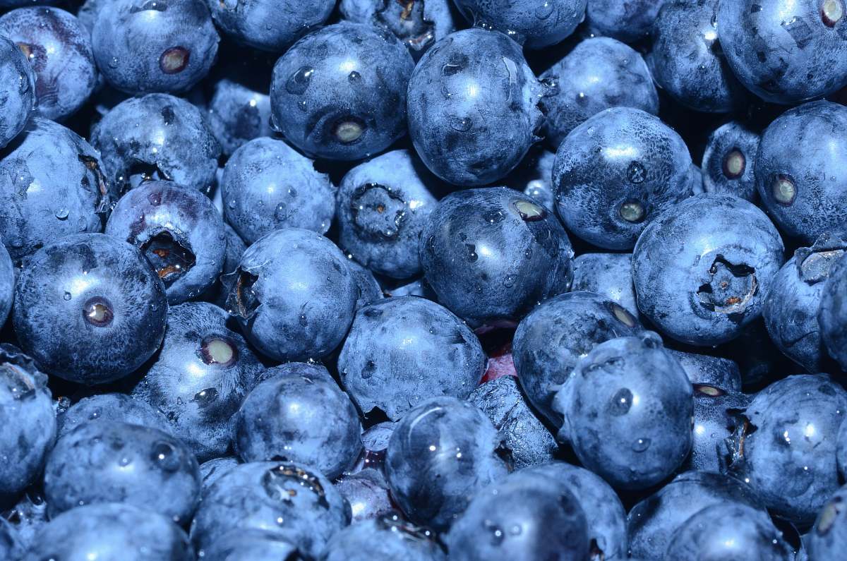 fruit blueberry lot blueberry