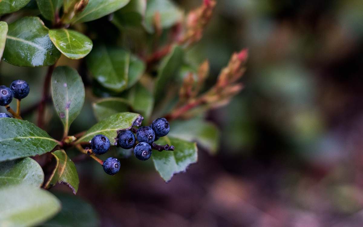 fruit blueberry plant blueberry