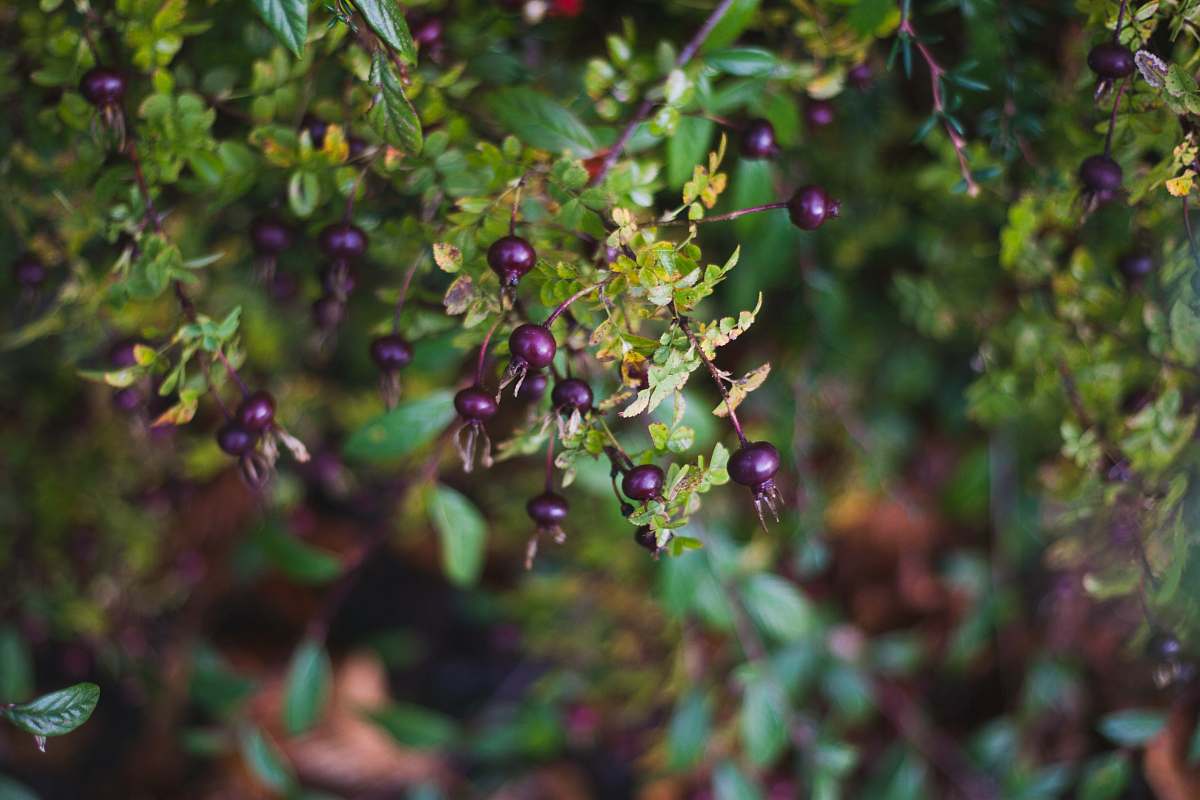 fruit branch of leaves and black berries blueberry