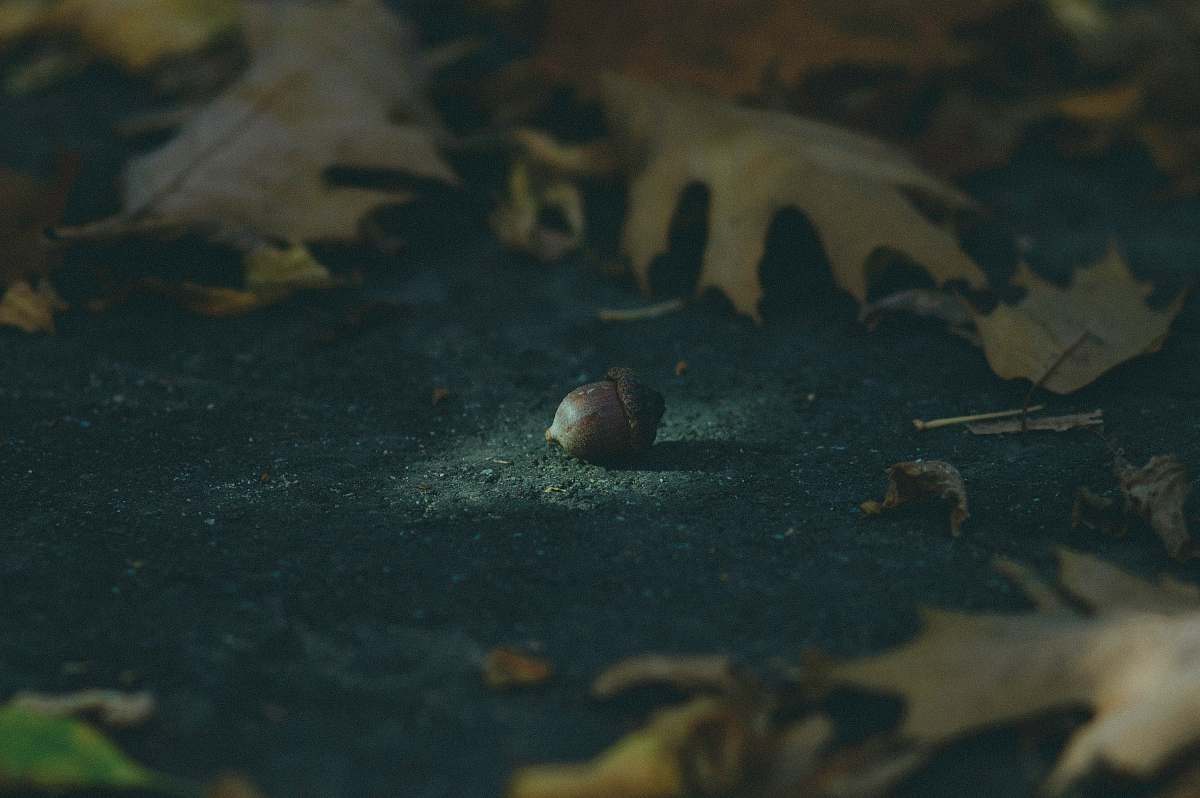 plant brown acorn surrounded by leaves produce