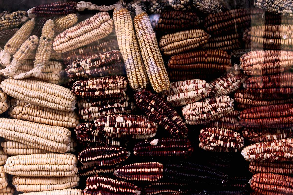 corn brown and maroon textile pack lot grain