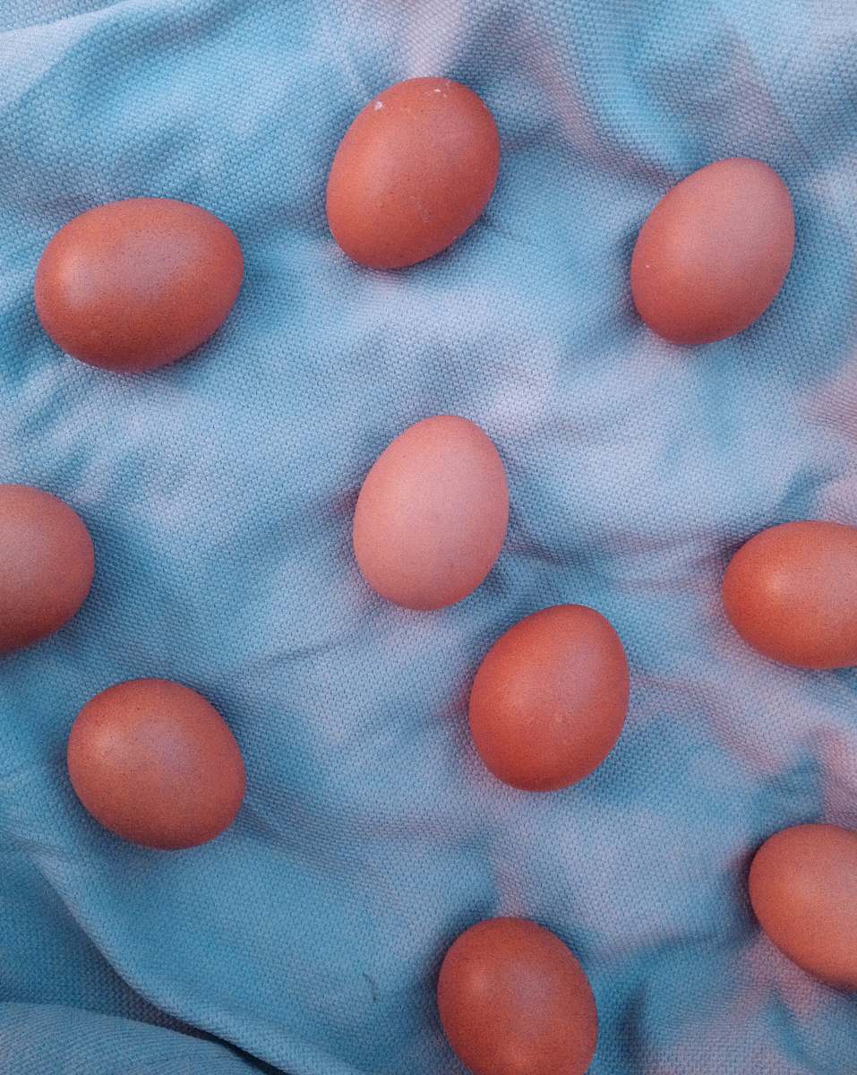 egg brown eggs easter egg