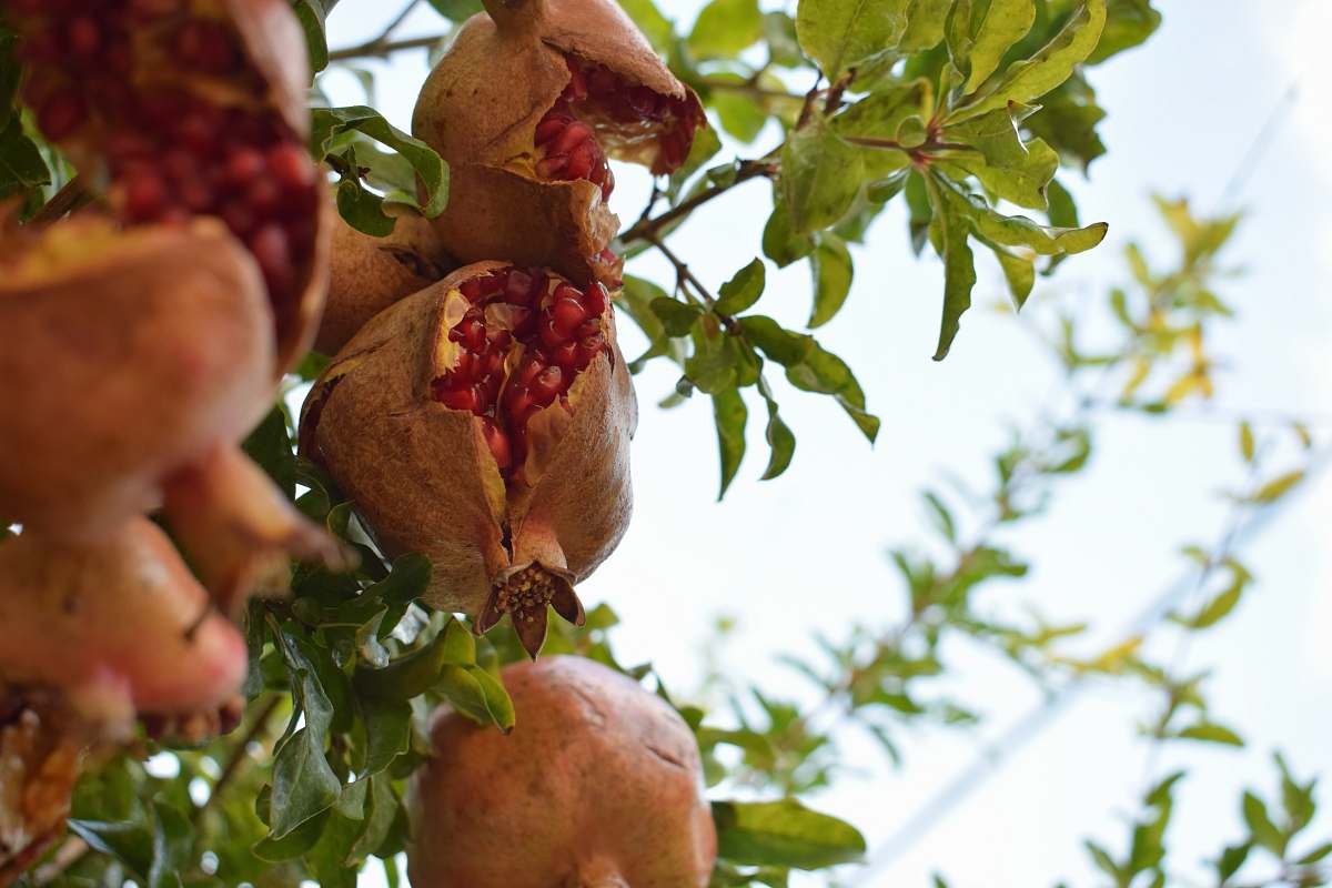 fruit brown fruit tree plant