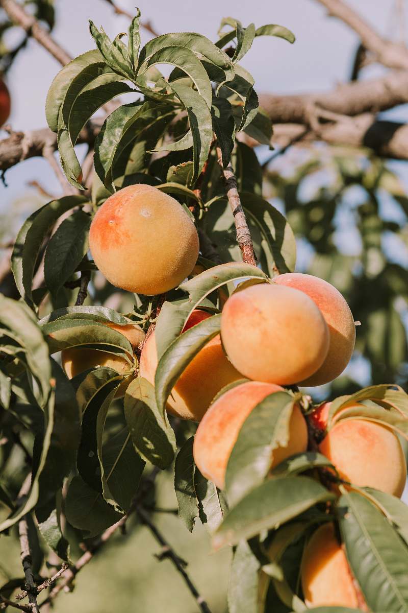 plant brown fruits produce